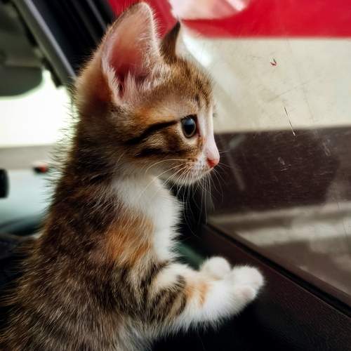 Photo #11620390