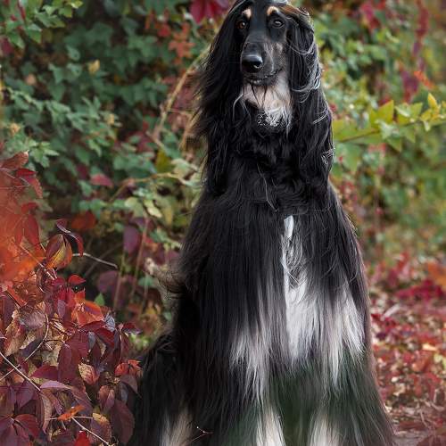 Photo #11621687