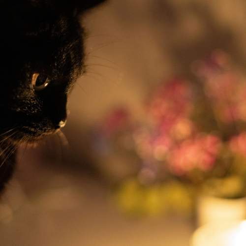 Cat Silhouette in Candle Light