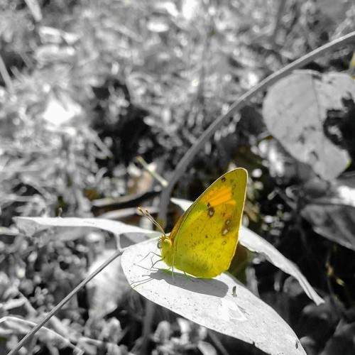 Photo #11622497
