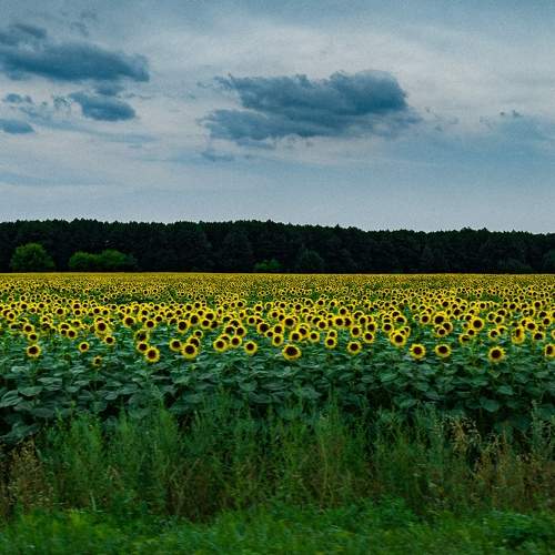 Photo #11623822