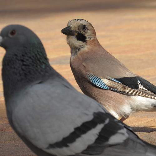 Photo #11624644