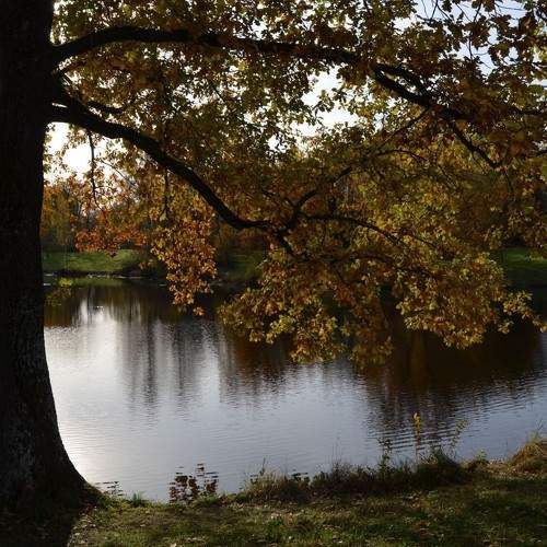 The autгmn leaves
