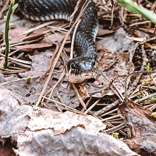 Photo #11625435
