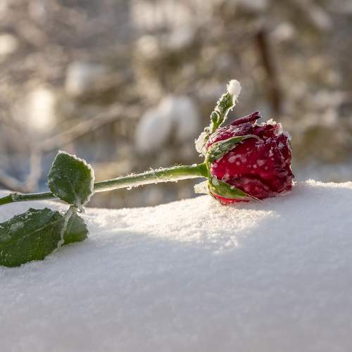 Photo #11625449