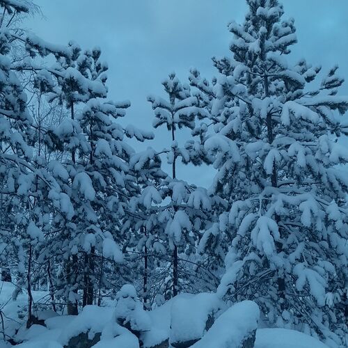 Photo #11627018