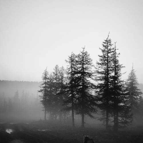Тайга. Дорога в никуда.