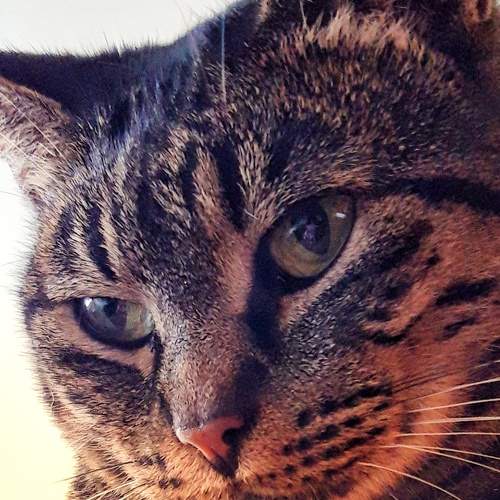 Photo #11627588