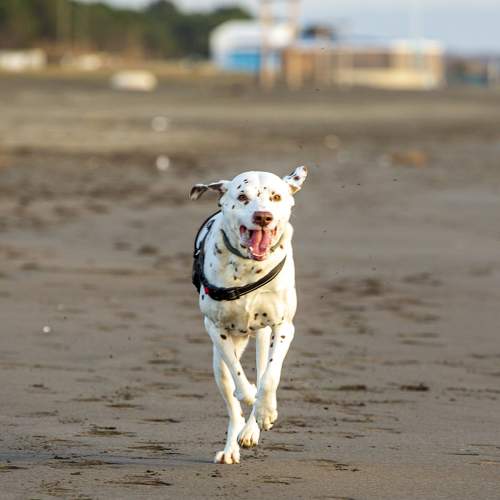 Photo #11628416