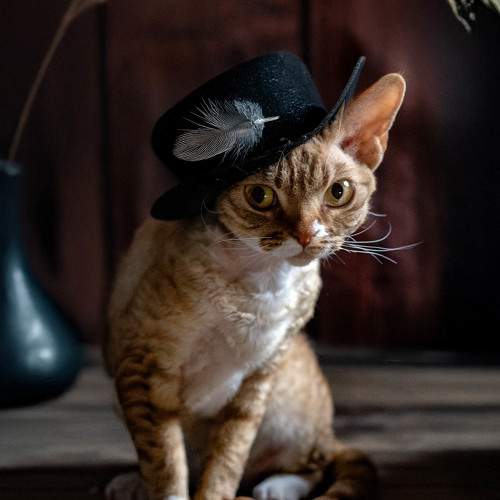 Photo #11629922