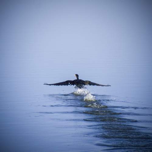 Photo #11630100