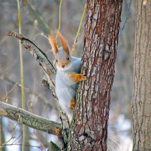 Photo #11630114