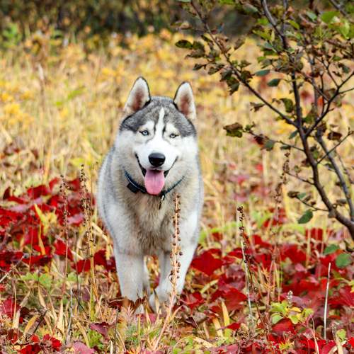 Photo #11630325
