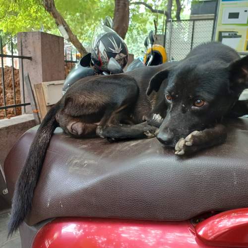 Photo #11630449