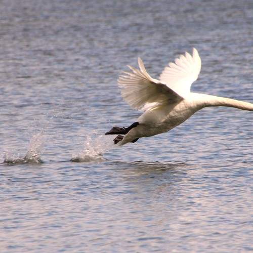 Photo #11631050