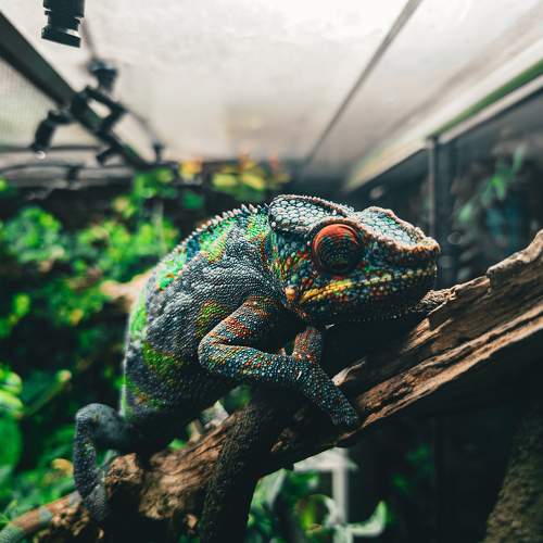 Photo #11631662