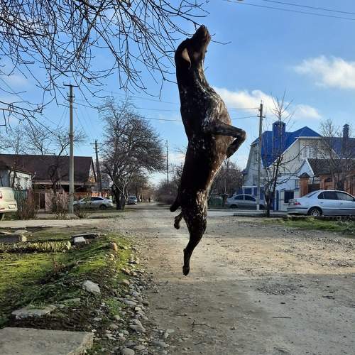 Photo #11634440