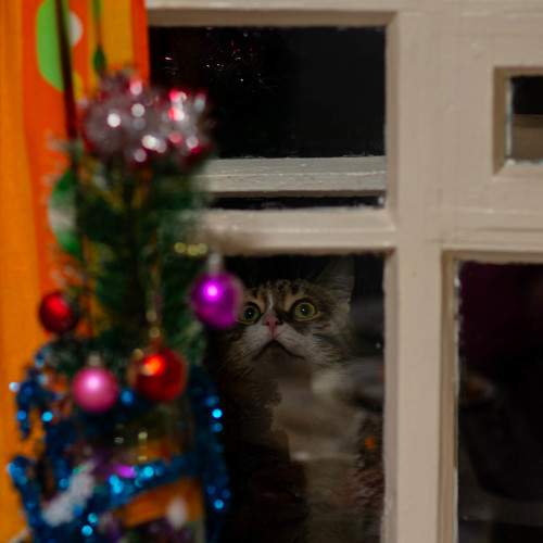 Photo #11635063
