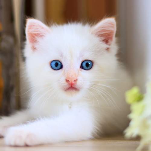 Photo #11636293