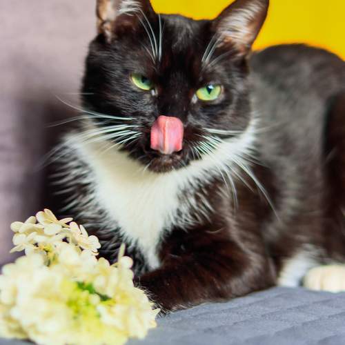 Photo #11636294
