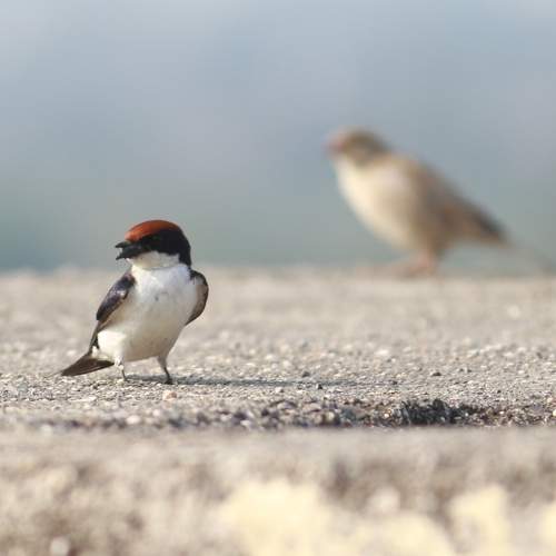 Photo #11637878