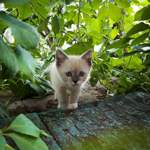 Photo #11638400