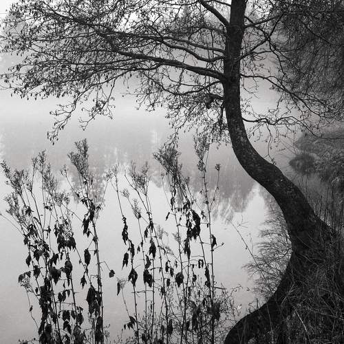 Fog