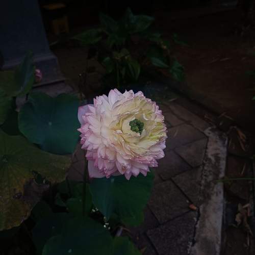 Photo #11638815