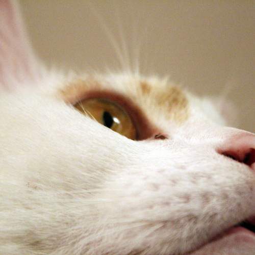 Photo #11641128