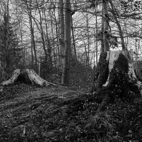Photo #11641676
