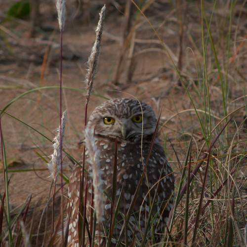 Photo #11641681