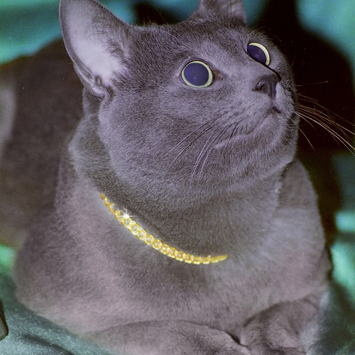 Photo #11643379