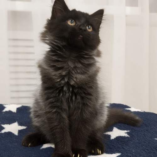 Photo #11644063