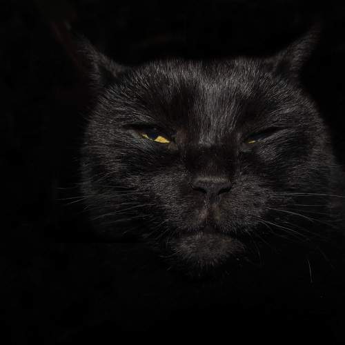 Photo #11644541