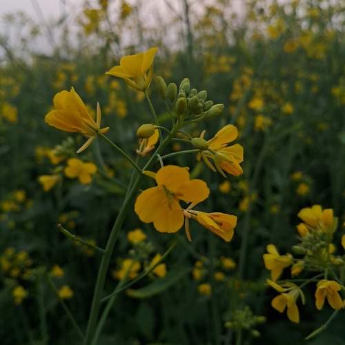 Photo #11645195