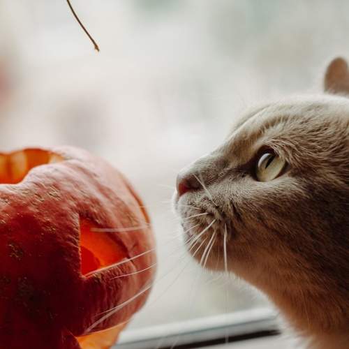 Photo #11646205