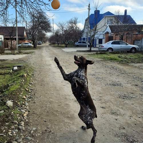 Photo #11646287