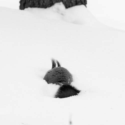 Фотография #11646664