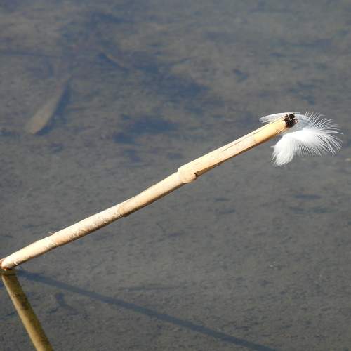 Photo #11646936