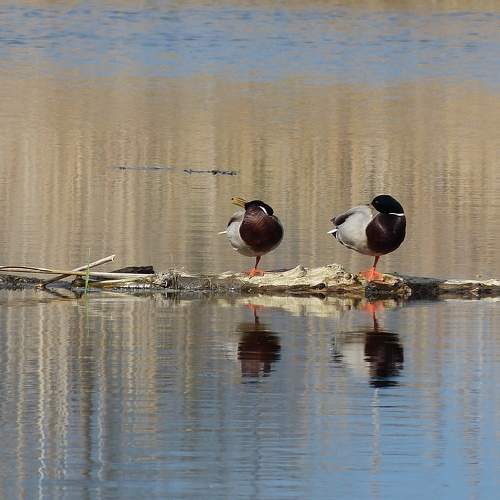 Photo #11647187