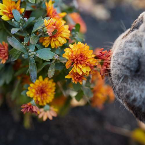 Француз Мартин