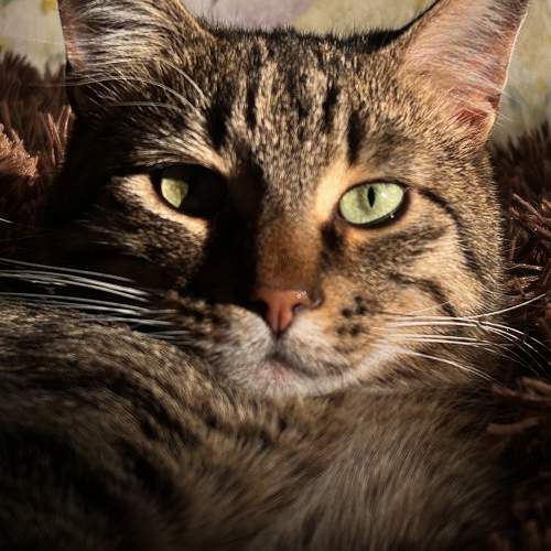 Photo #11649219