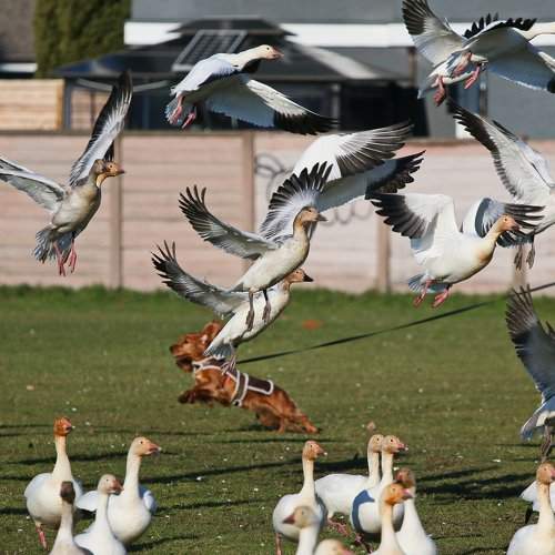 Scary ducks