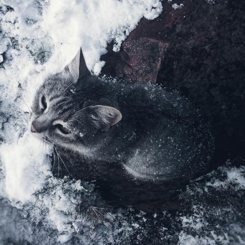 Горный кот