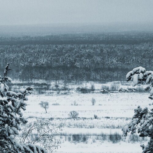 Взгляд с высоты сосен.