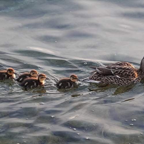 Duck family