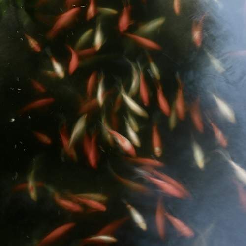Photo #11650986