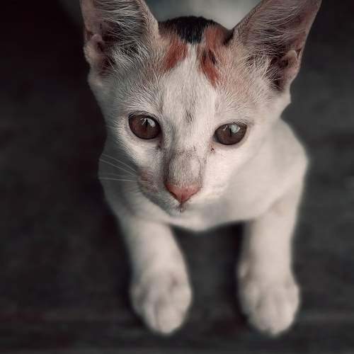Photo #11651070