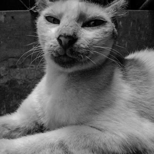 Photo #11651377