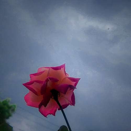 Photo #11651703